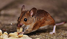 24 Hour & Emergency Exterminators in Farmersville, CA